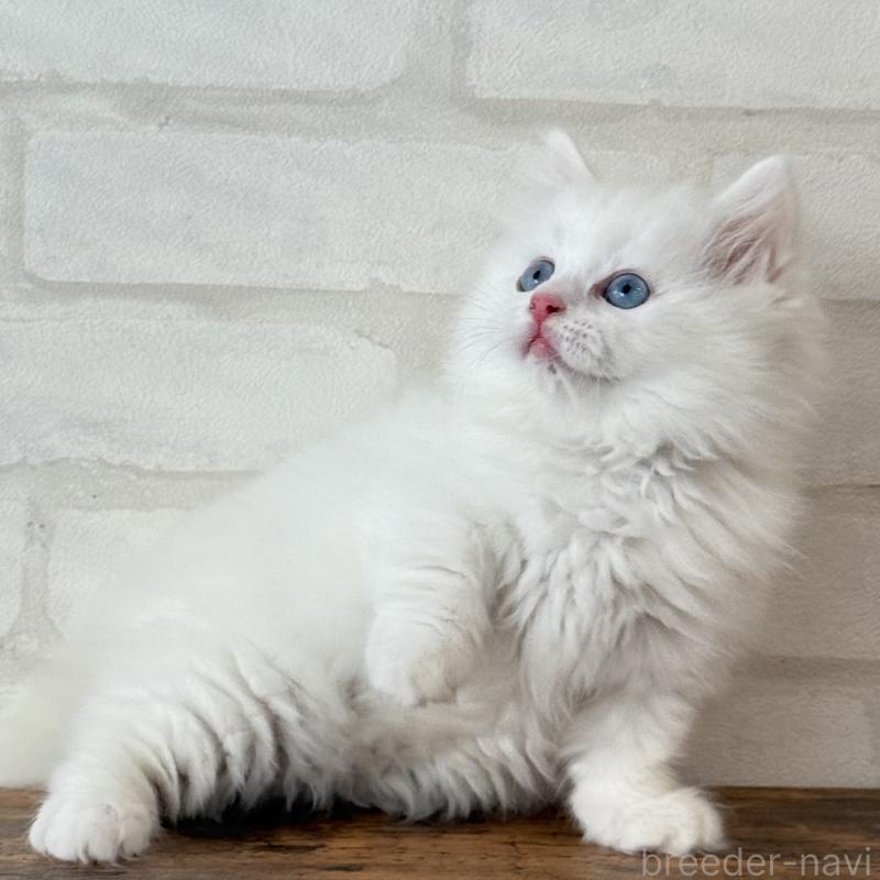 販売中の大阪府のマンチカン(短足)-130324の12枚目