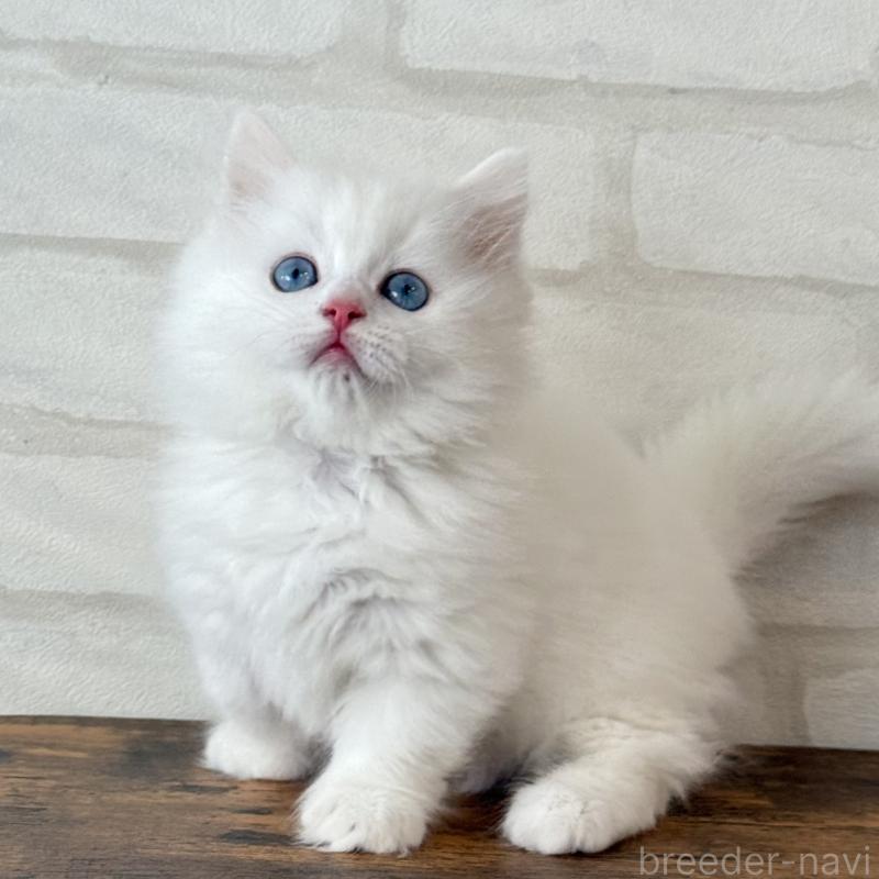 販売中の大阪府のマンチカン(短足)-130324の11枚目