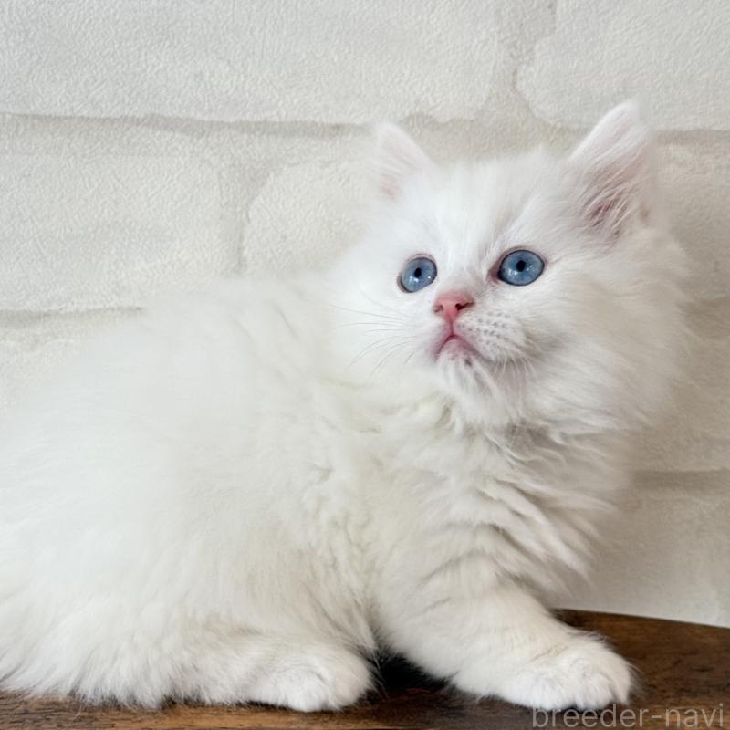 販売中の大阪府のマンチカン(短足)-130324の10枚目