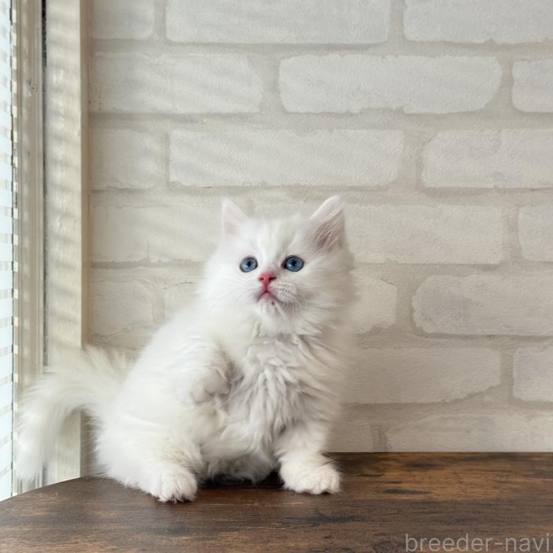 販売中の大阪府のマンチカン(短足)-130324の9枚目