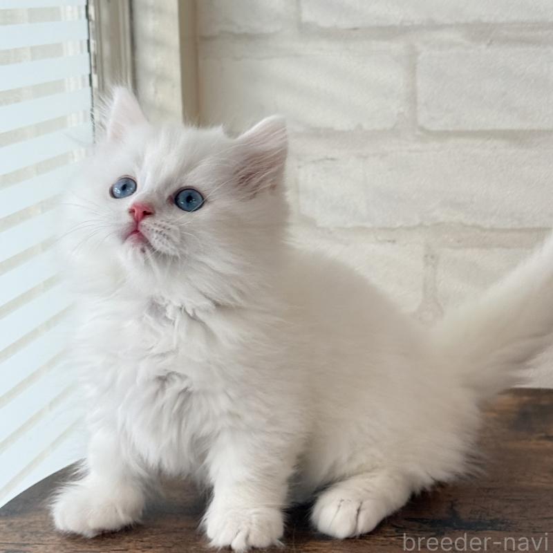 販売中の大阪府のマンチカン(短足)-130324の8枚目