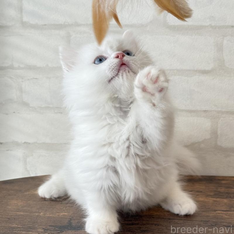 販売中の大阪府のマンチカン(短足)-130324の7枚目