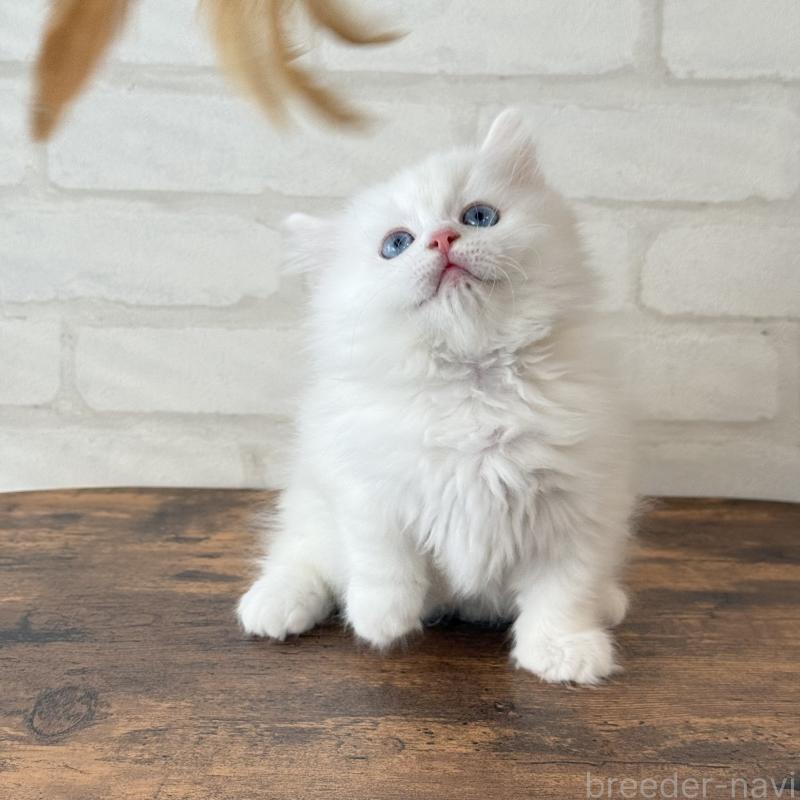 販売中の大阪府のマンチカン(短足)-130324の6枚目