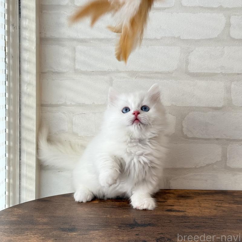 販売中の大阪府のマンチカン(短足)-130324の5枚目