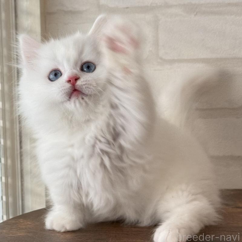 販売中の大阪府のマンチカン(短足)-130324の4枚目