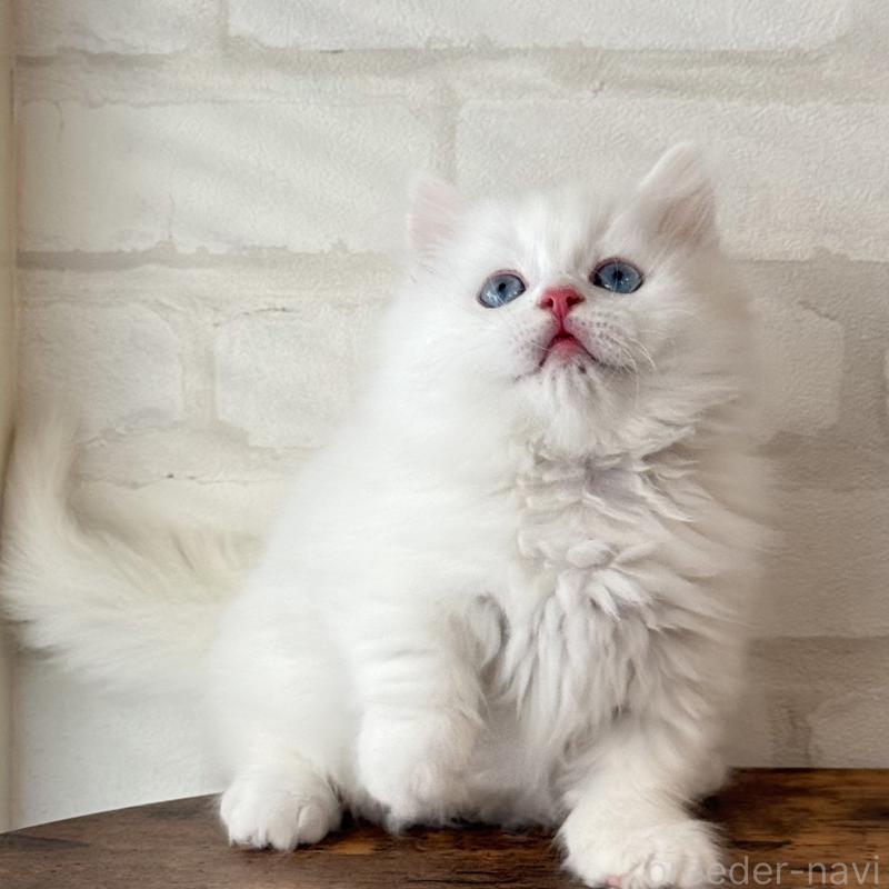 販売中の大阪府のマンチカン(短足)-130324の3枚目