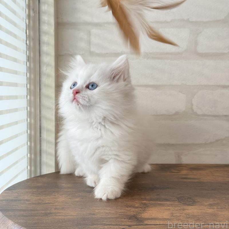 販売中の大阪府のマンチカン(短足)-130324の2枚目