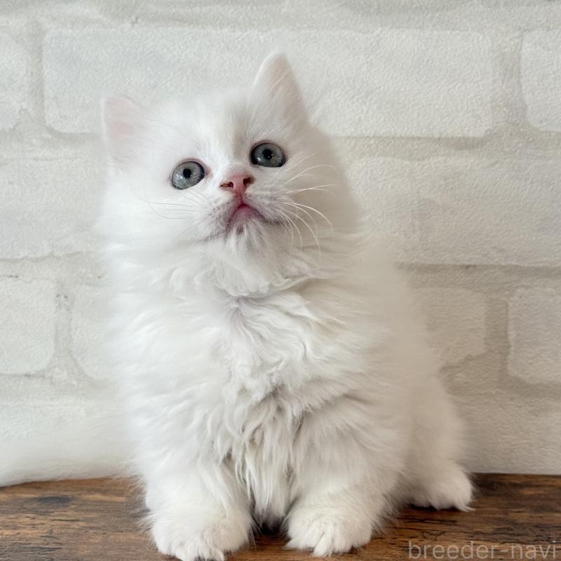 販売中の大阪府のマンチカン(短足)-130325の1枚目