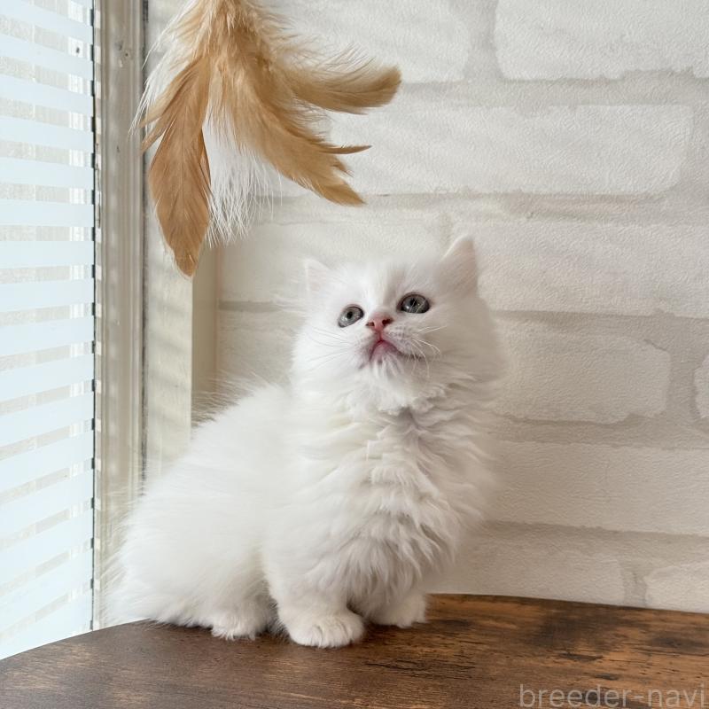 販売中の大阪府のマンチカン(短足)-130325の15枚目