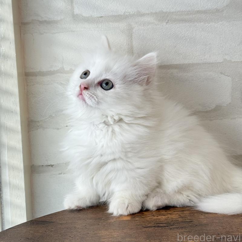 販売中の大阪府のマンチカン(短足)-130325の14枚目