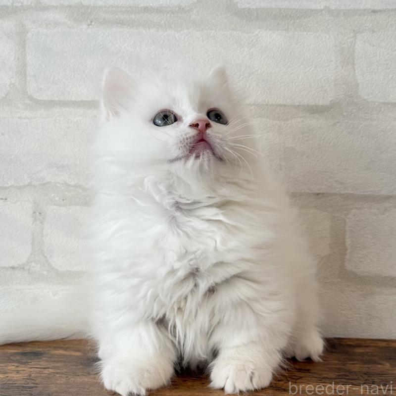 販売中の大阪府のマンチカン(短足)-130325の13枚目