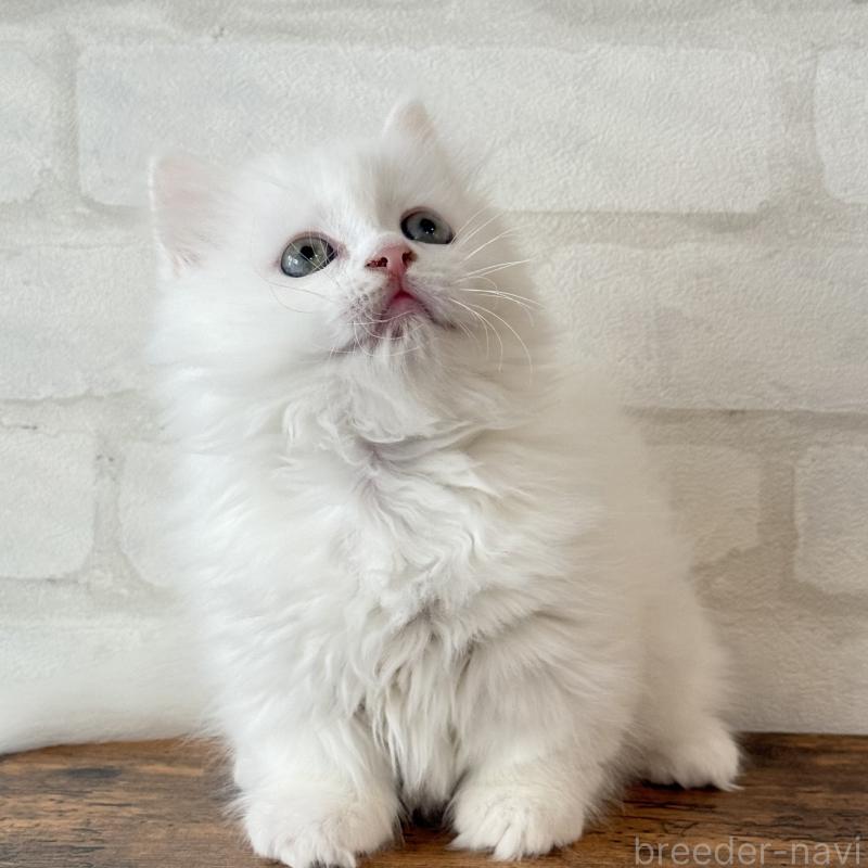 販売中の大阪府のマンチカン(短足)-130325の12枚目