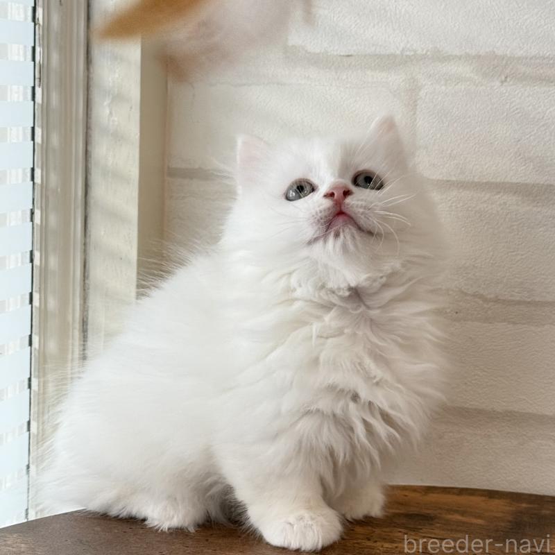 販売中の大阪府のマンチカン(短足)-130325の11枚目