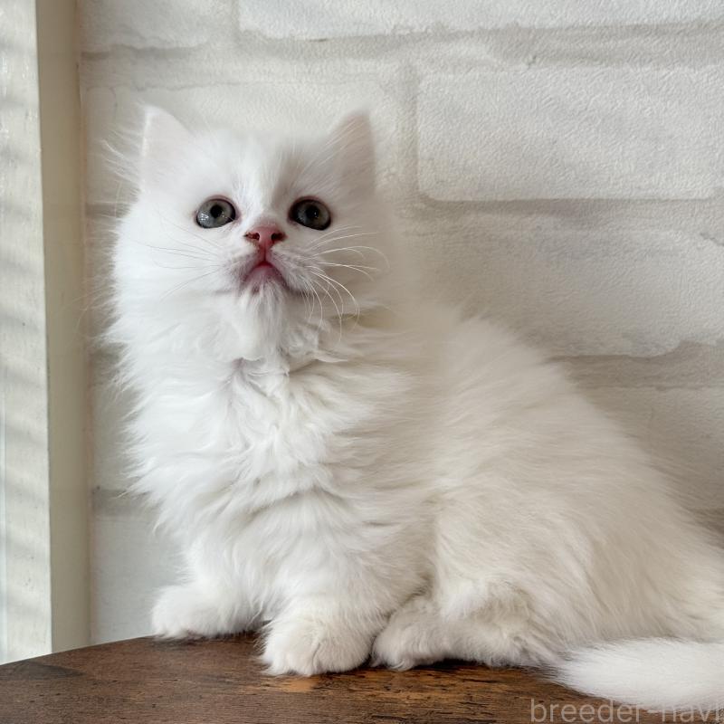 販売中の大阪府のマンチカン(短足)-130325の10枚目