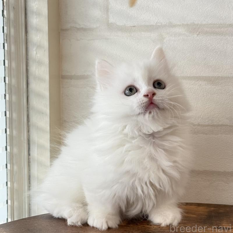 販売中の大阪府のマンチカン(短足)-130325の9枚目