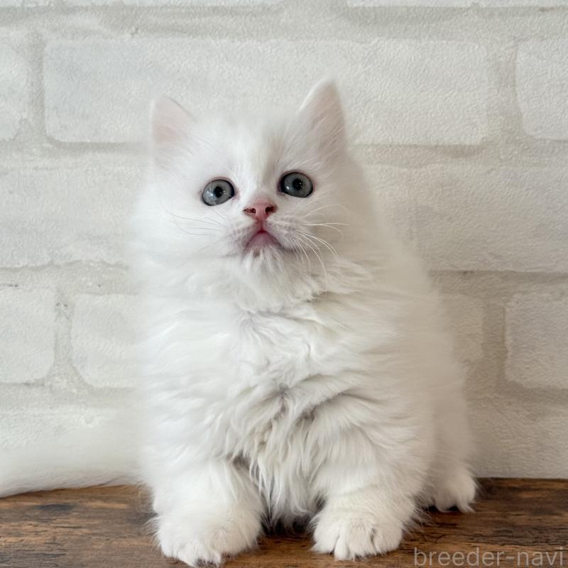 販売中の大阪府のマンチカン(短足)-130325の8枚目