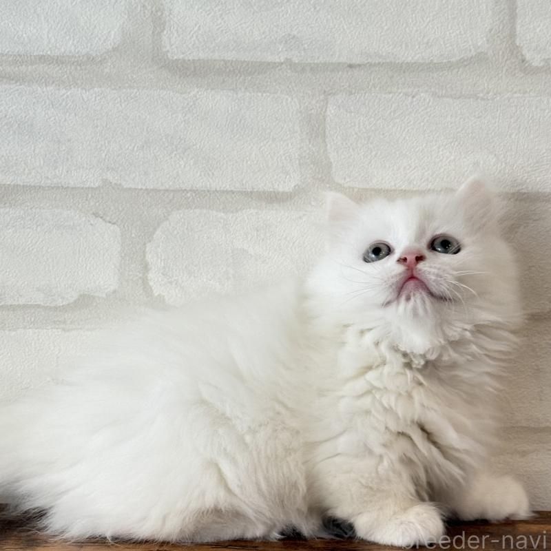 販売中の大阪府のマンチカン(短足)-130325の7枚目