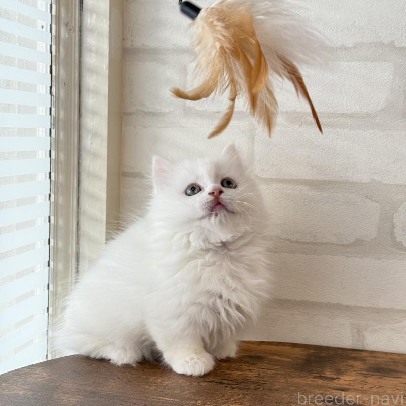 販売中の大阪府のマンチカン(短足)-130325の6枚目