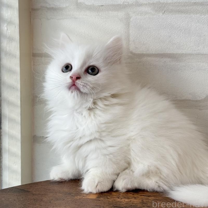 販売中の大阪府のマンチカン(短足)-130325の5枚目