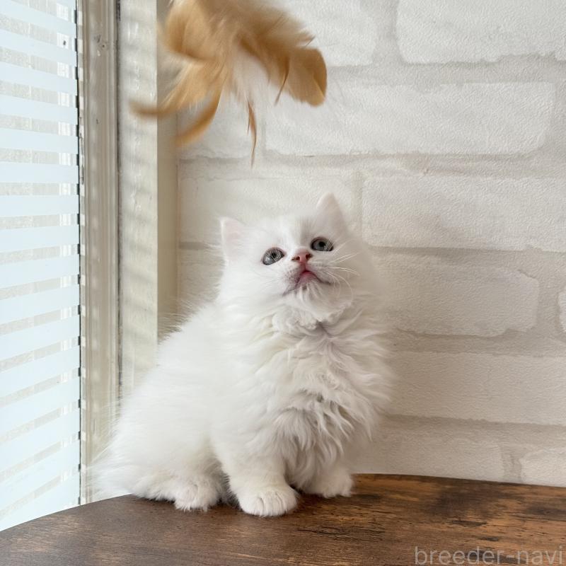 販売中の大阪府のマンチカン(短足)-130325の3枚目