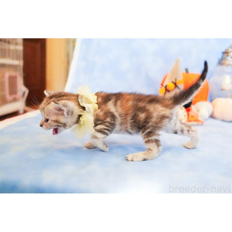 販売中の群馬県のアメリカンショートヘア-130240の9枚目