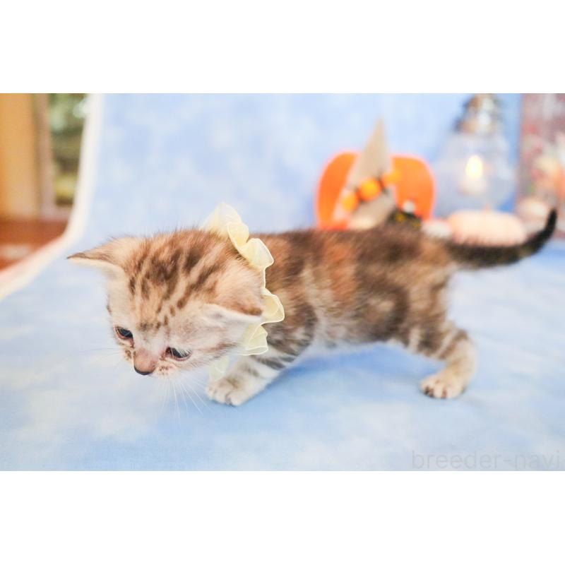 販売中の群馬県のアメリカンショートヘア-130240の8枚目