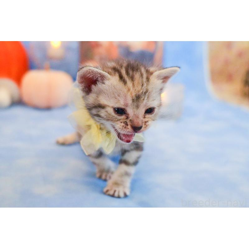 販売中の群馬県のアメリカンショートヘア-130240の7枚目