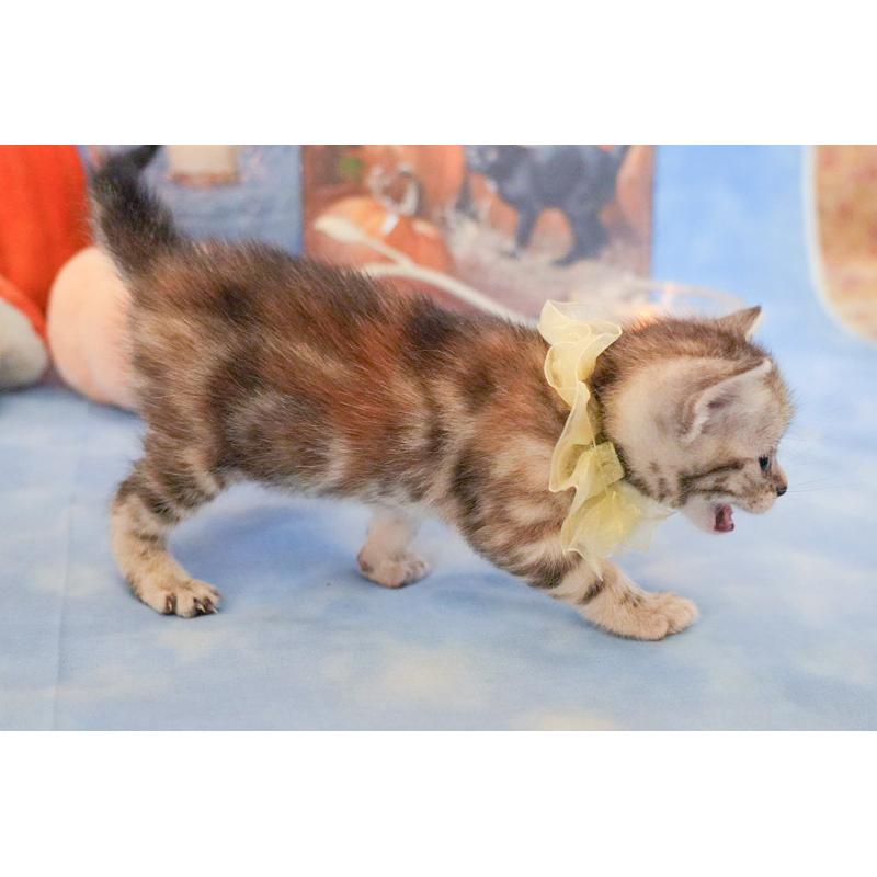 販売中の群馬県のアメリカンショートヘア-130240の6枚目