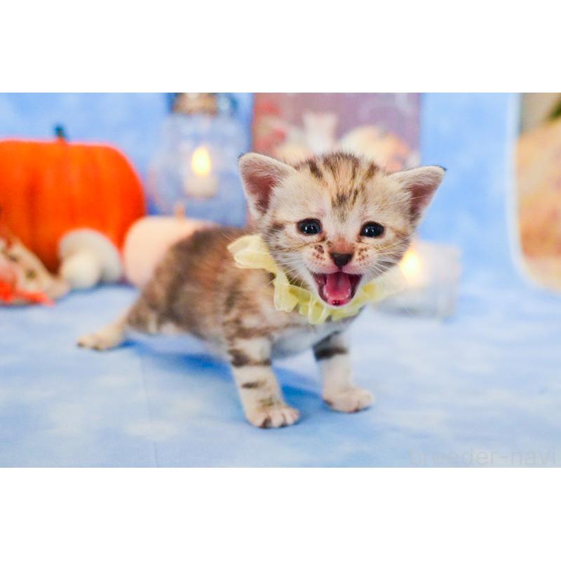 販売中の群馬県のアメリカンショートヘア-130240の5枚目