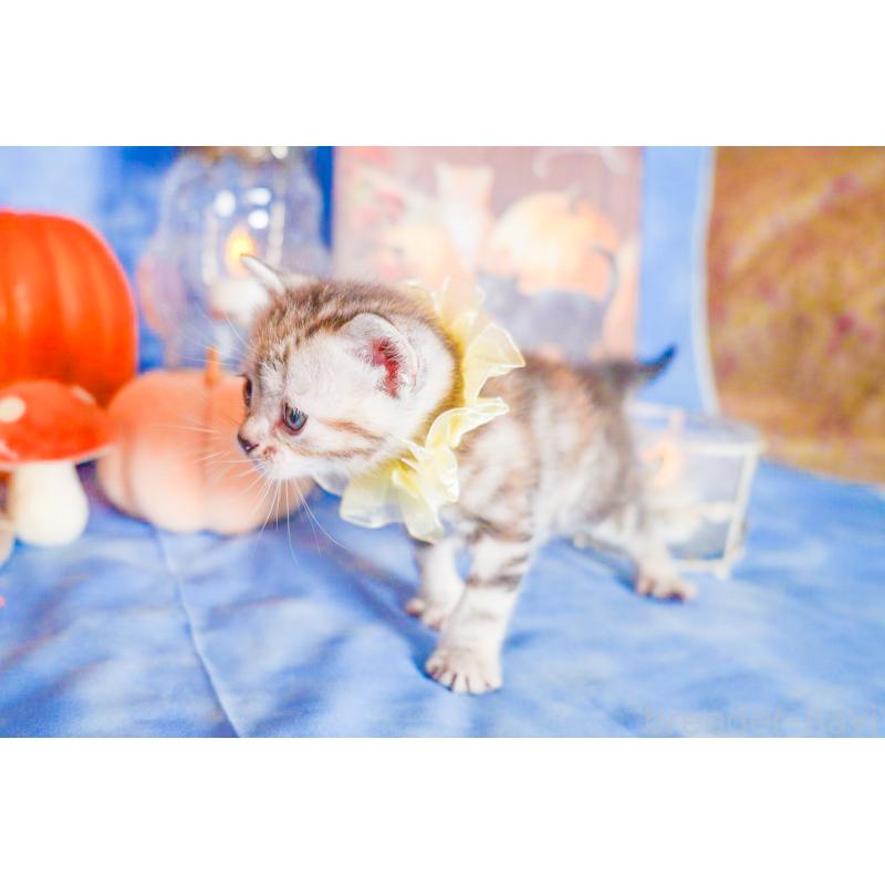 販売中の群馬県のアメリカンショートヘア-130240の4枚目