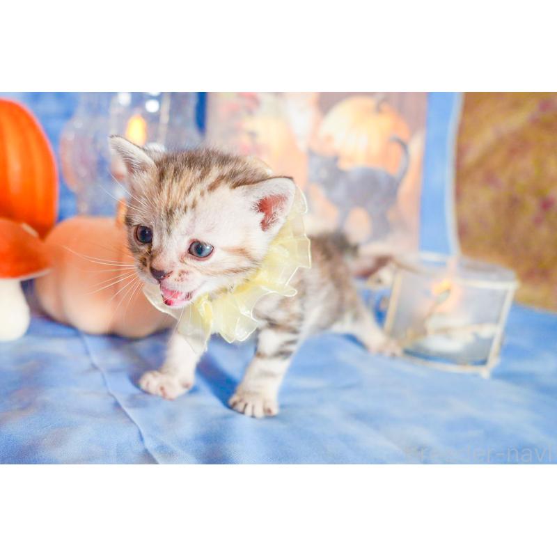 販売中の群馬県のアメリカンショートヘア-130240の3枚目