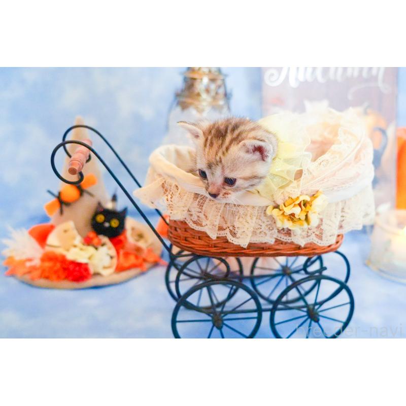 販売中の群馬県のアメリカンショートヘア-130240の2枚目