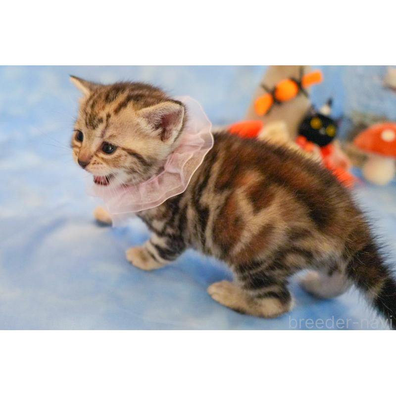 販売中の群馬県のアメリカンショートヘア-130241の10枚目