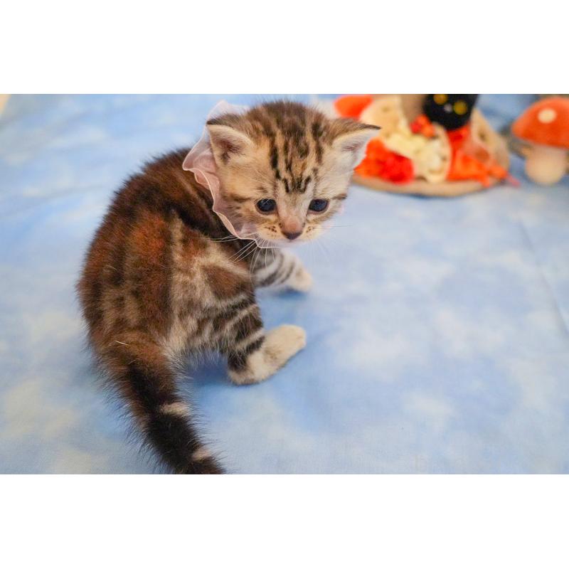 販売中の群馬県のアメリカンショートヘア-130241の9枚目