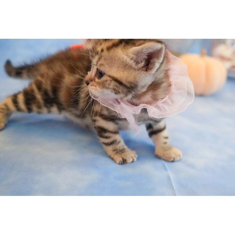 販売中の群馬県のアメリカンショートヘア-130241の8枚目