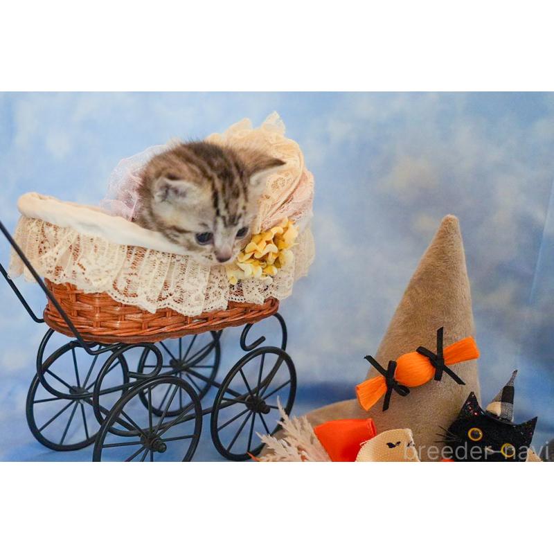 販売中の群馬県のアメリカンショートヘア-130241の7枚目