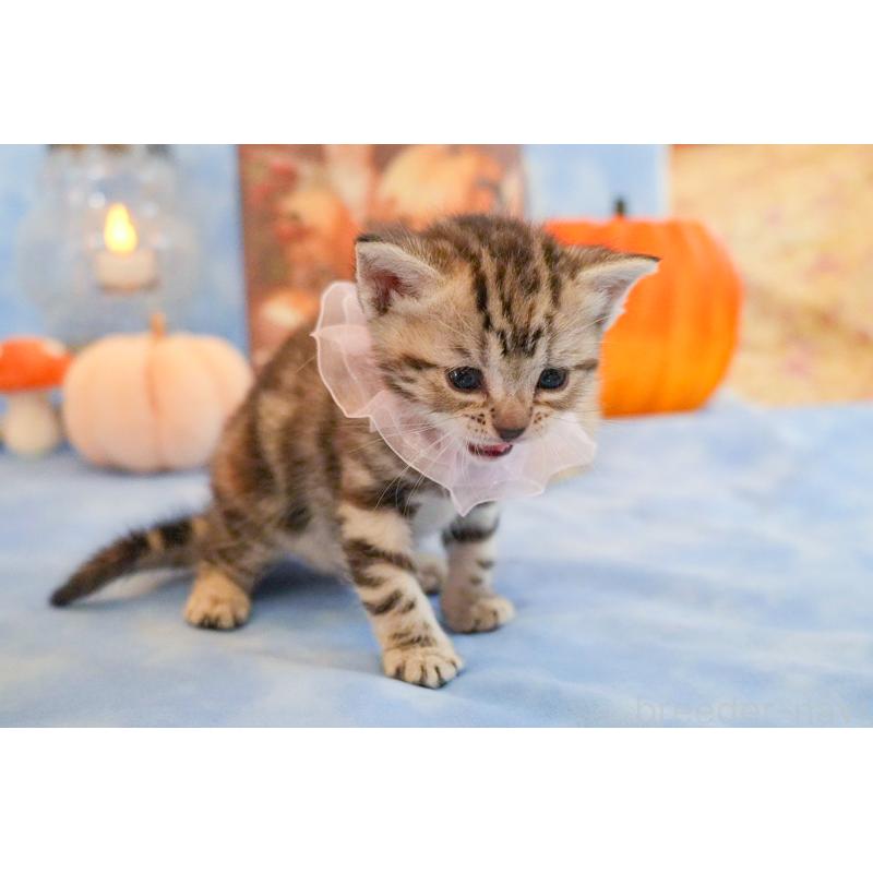 販売中の群馬県のアメリカンショートヘア-130241の6枚目