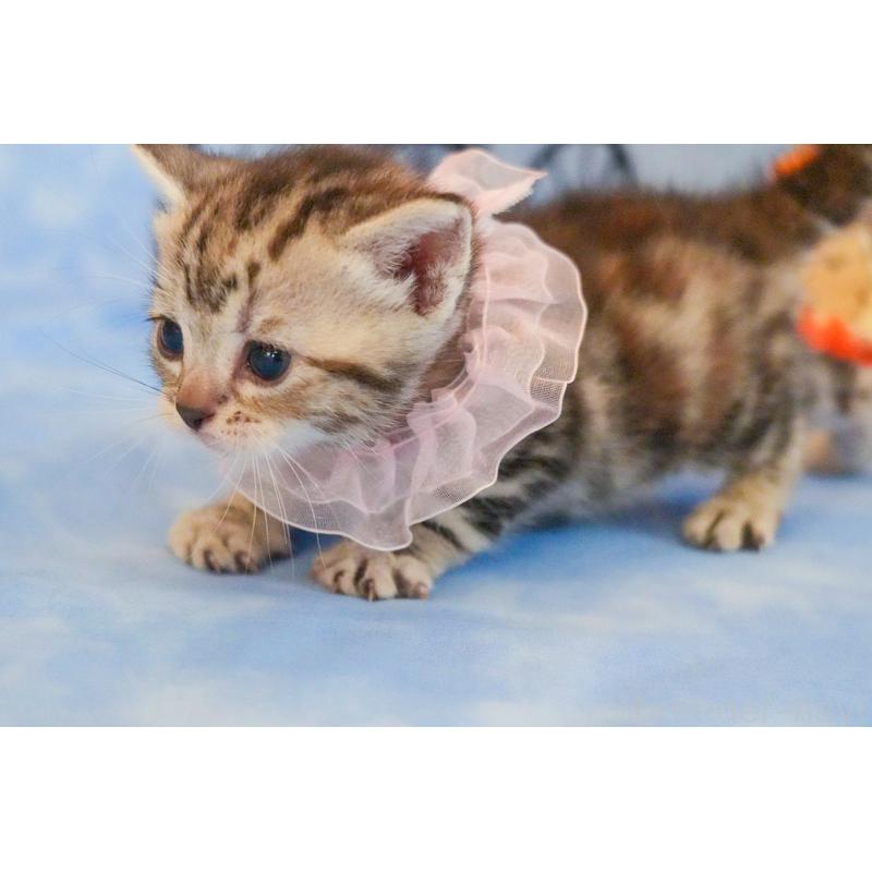 販売中の群馬県のアメリカンショートヘア-130241の5枚目