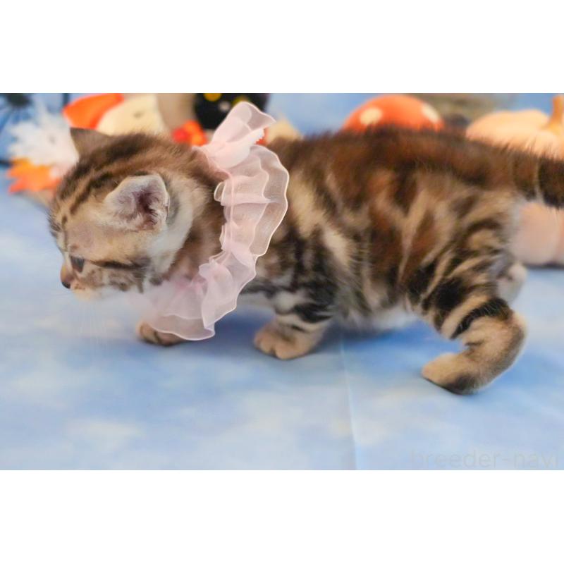 販売中の群馬県のアメリカンショートヘア-130241の4枚目