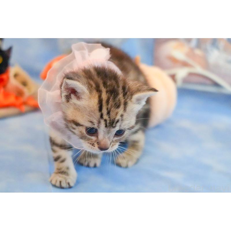 販売中の群馬県のアメリカンショートヘア-130241の3枚目