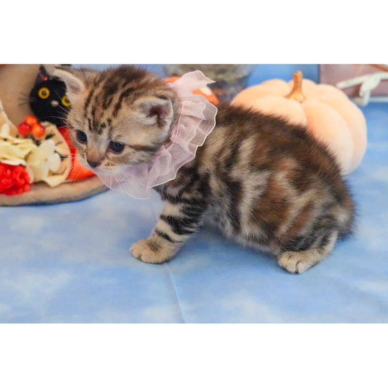 販売中の群馬県のアメリカンショートヘア-130241の2枚目