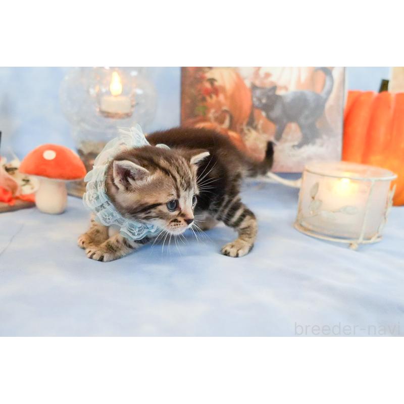 販売中の群馬県のアメリカンショートヘア-130242の6枚目