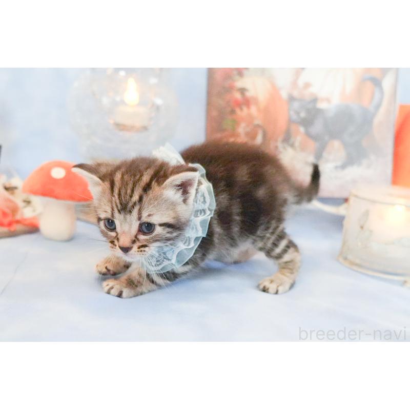 販売中の群馬県のアメリカンショートヘア-130242の5枚目