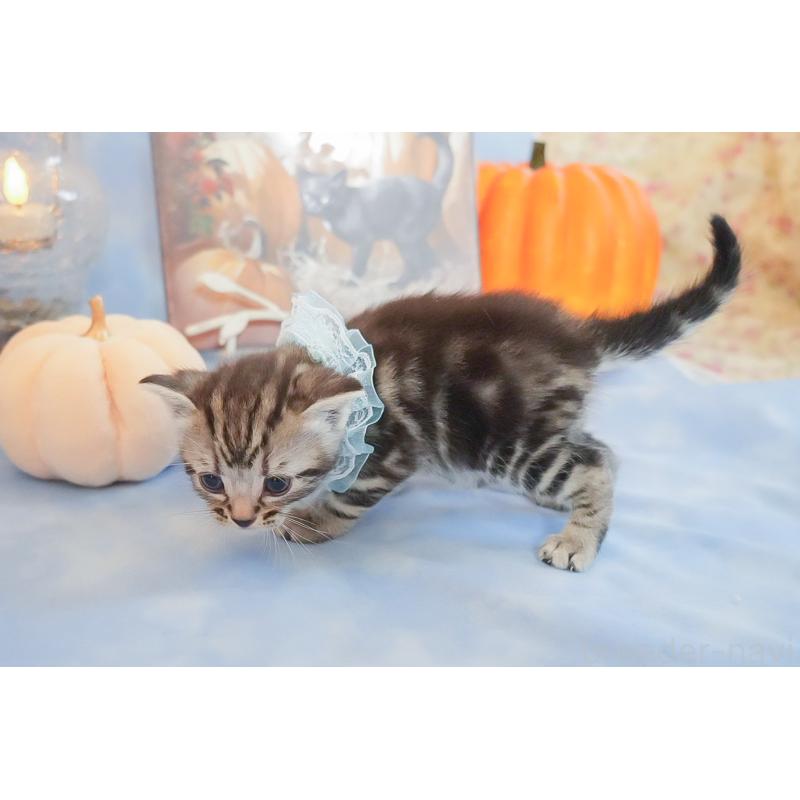 販売中の群馬県のアメリカンショートヘア-130242の3枚目