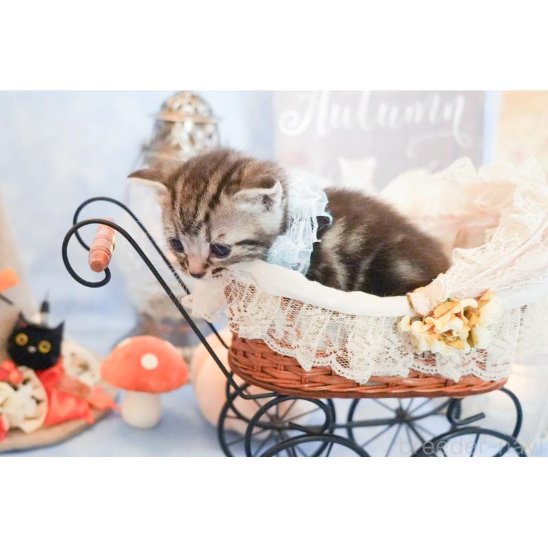 販売中の群馬県のアメリカンショートヘア-130242の2枚目