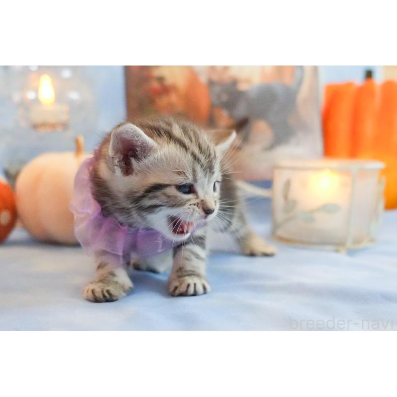 販売中の群馬県のアメリカンショートヘア-130243の8枚目