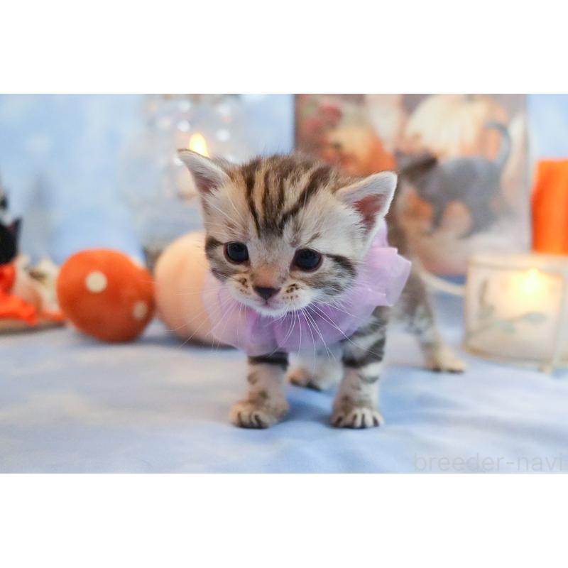 販売中の群馬県のアメリカンショートヘア-130243の7枚目