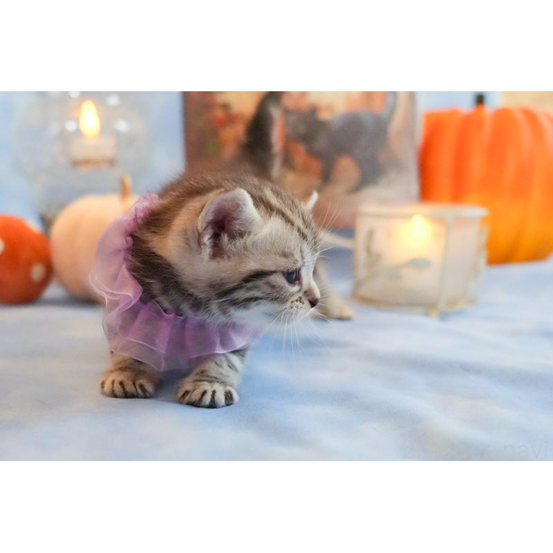 販売中の群馬県のアメリカンショートヘア-130243の6枚目