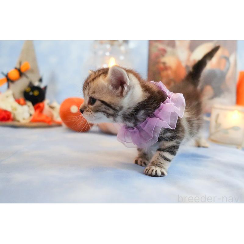 販売中の群馬県のアメリカンショートヘア-130243の5枚目