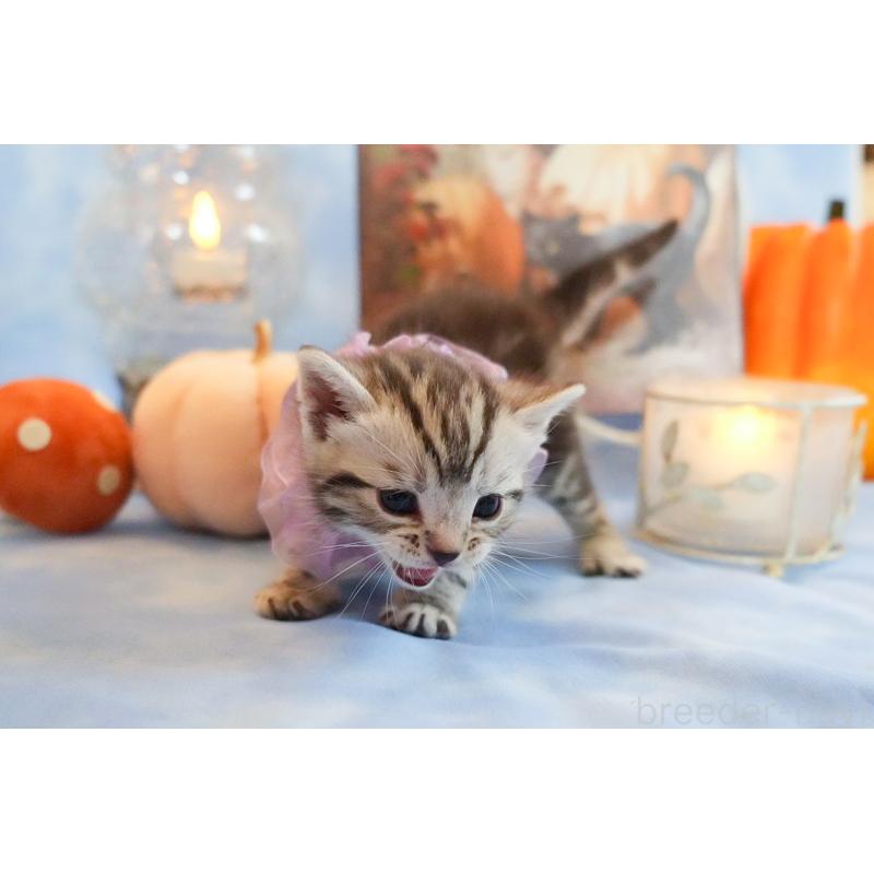 販売中の群馬県のアメリカンショートヘア-130243の4枚目